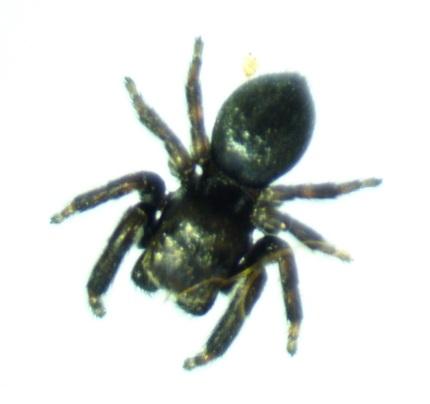 Evarcha arcuata