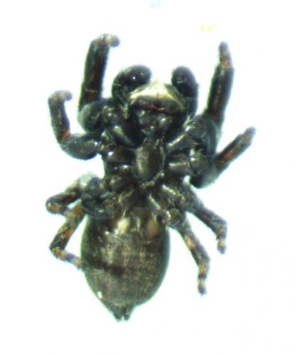 Evarcha arcuata