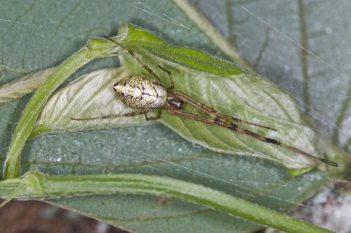Tylorida ventralis