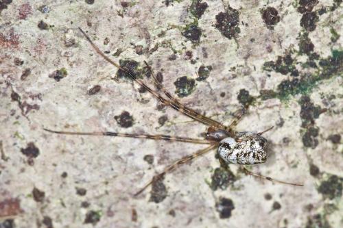 Tylorida ventralis