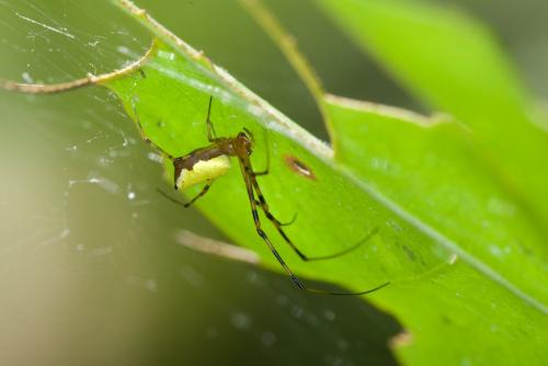 Mesida sp.