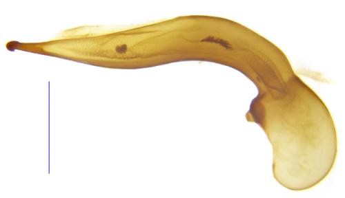 Ophonus subsinuatus