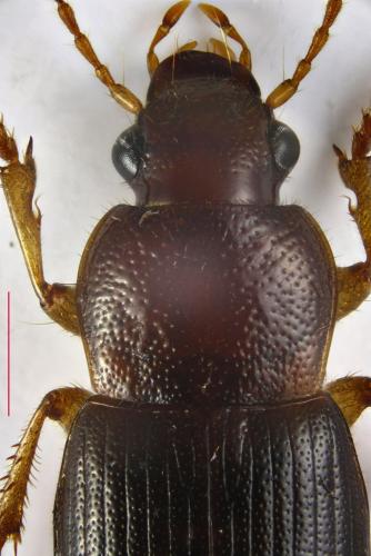 Ophonus subsinuatus