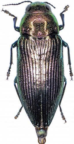 Eurythyrea sp.