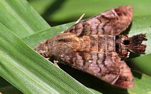 Macroglossum aesalon