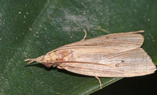 Réf. 194 264 : Chilo sacchariphagus