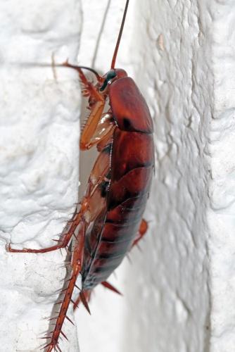 Periplaneta americana