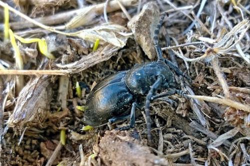 Iberodorcadion marmottani