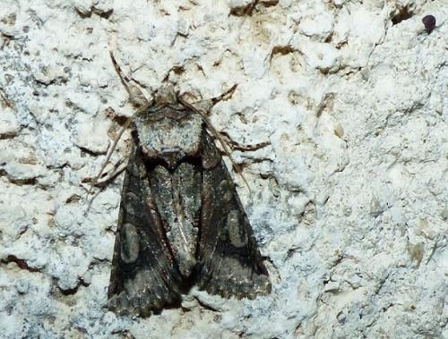 Allophyes oxyacanthae