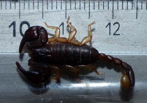 Euscorpius sp.
