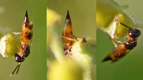 Réf. 194 098 : Plutothrix sp.