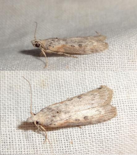 Réf. 194 677 : Lamoria anella