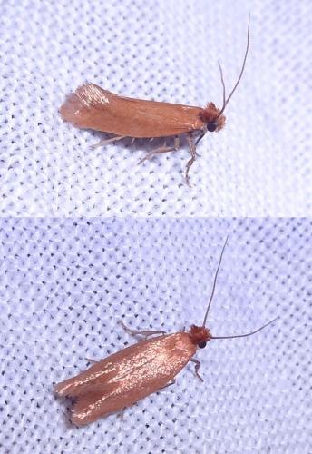 Myrmecozela ochraceella