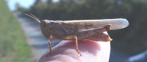Réf. 194 285 : Aiolopus thalassinus thalassinus