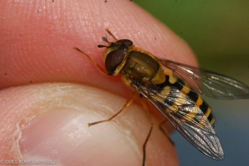 Syrphus ribesii