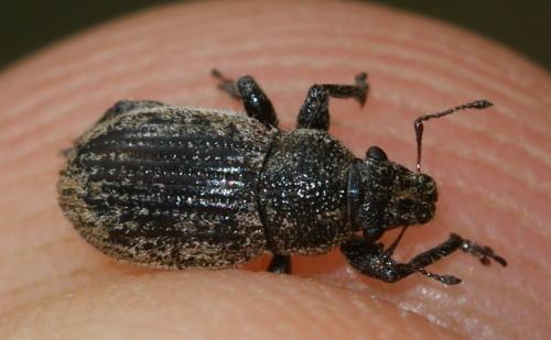 Réf. 194 101 : Strophosoma faber