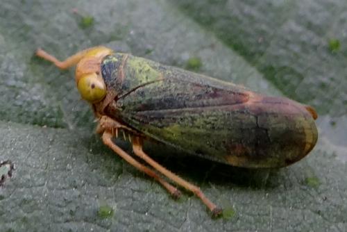 Jikradia olitoria