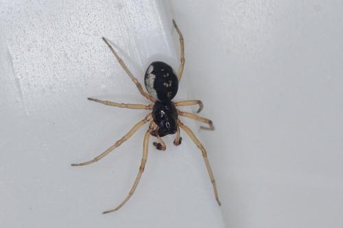 Pachygnatha degeeri
