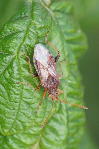 Stictopleurus sp.