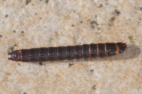Stenagostus rhombeus