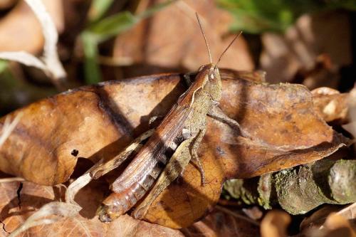 Chorthippus sp.