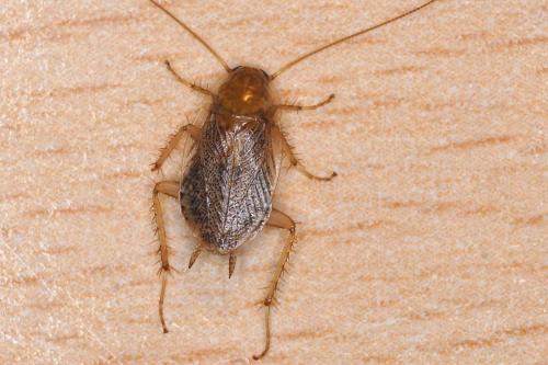 Planuncus vinzi