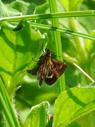 Réf. 194 403 : Pyrausta aurata