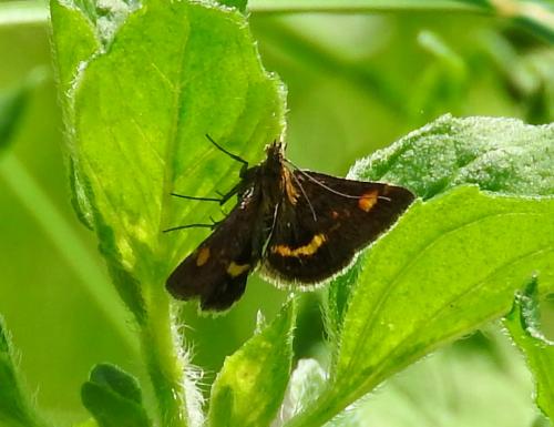 Réf. 194 402 : Pyrausta aurata