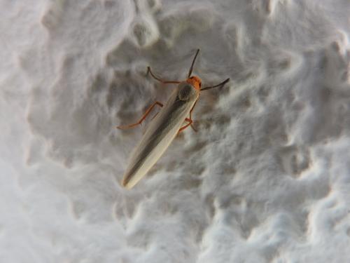 Eilema sp.