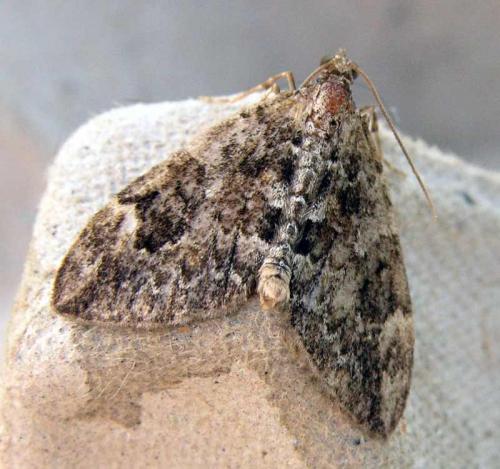Thera sp.