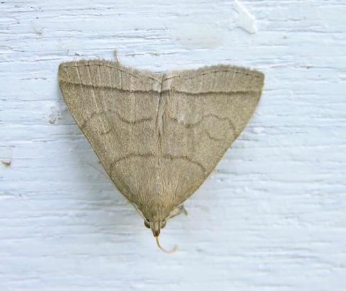 Réf. 194 949 : Herminia tarsipennalis