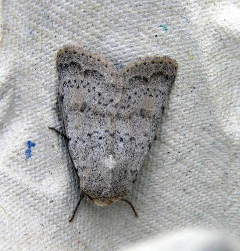 Réf. 194 926 : Hoplodrina respersa