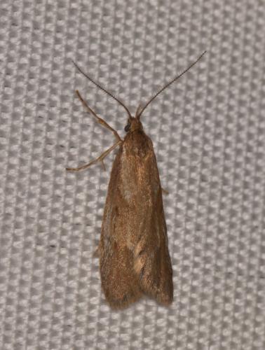 Diurnea lipsiella