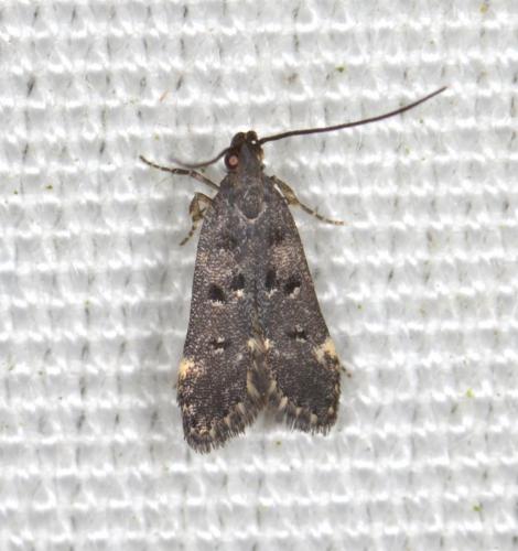 Dichomeris alacella