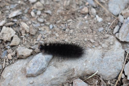 Phragmatobia fuliginosa