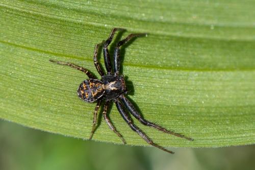 Xysticus sp.