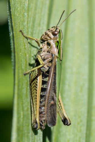 Réf. 194 218 : Omocestus viridulus