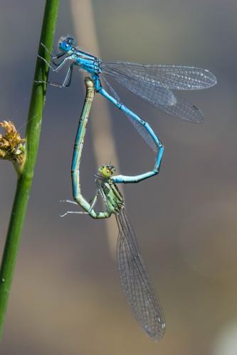 Erythromma lindenii