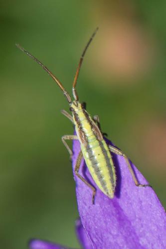 Réf. 194 870 : Leptopterna sp.