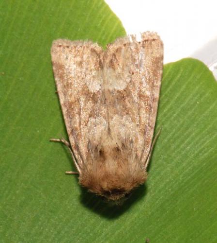Réf. 194 934 : Oligia fasciuncula