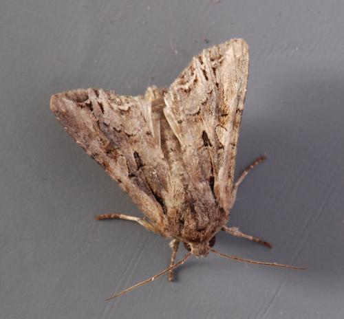 Réf. 194 941 : Lacanobia suasa