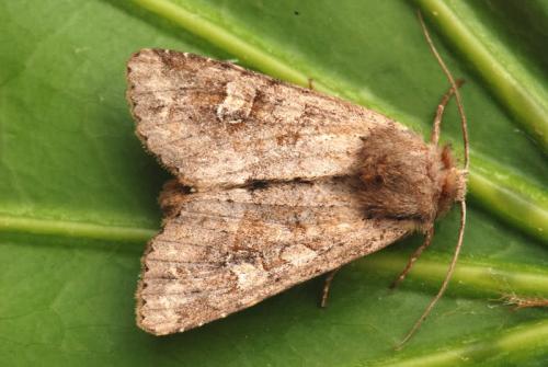 Réf. 194 937 : Apamea sordens