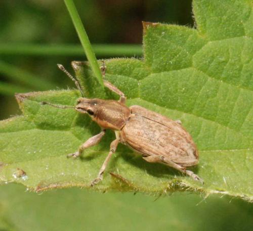 Tanymecus palliatus