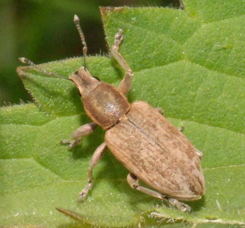 Réf. 194 936 : Tanymecus palliatus