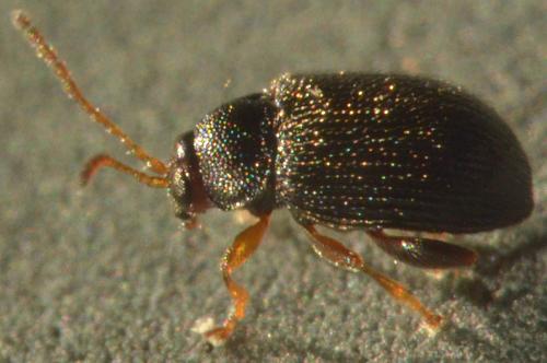Epitrix pubescens
