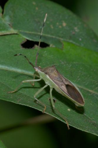 Homoeocerus sp.
