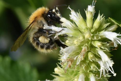 Bombus pascuorum