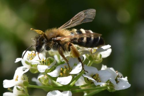 Andrena gravida