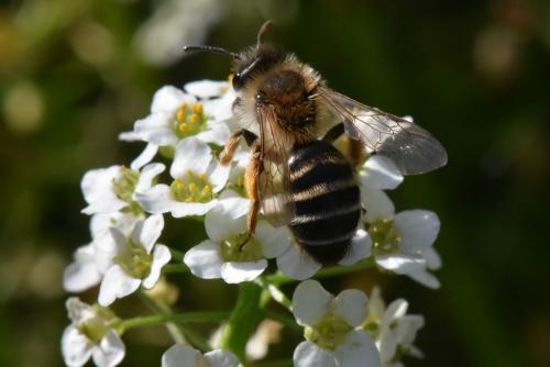 Andrena gravida