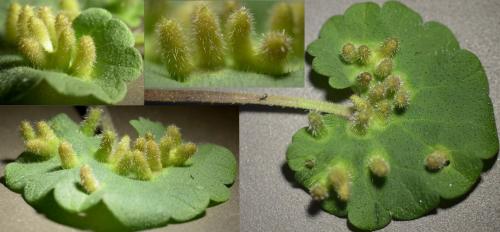 Rondaniola bursaria